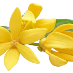 Olejek eteryczny YLANG YLANG 7 ml